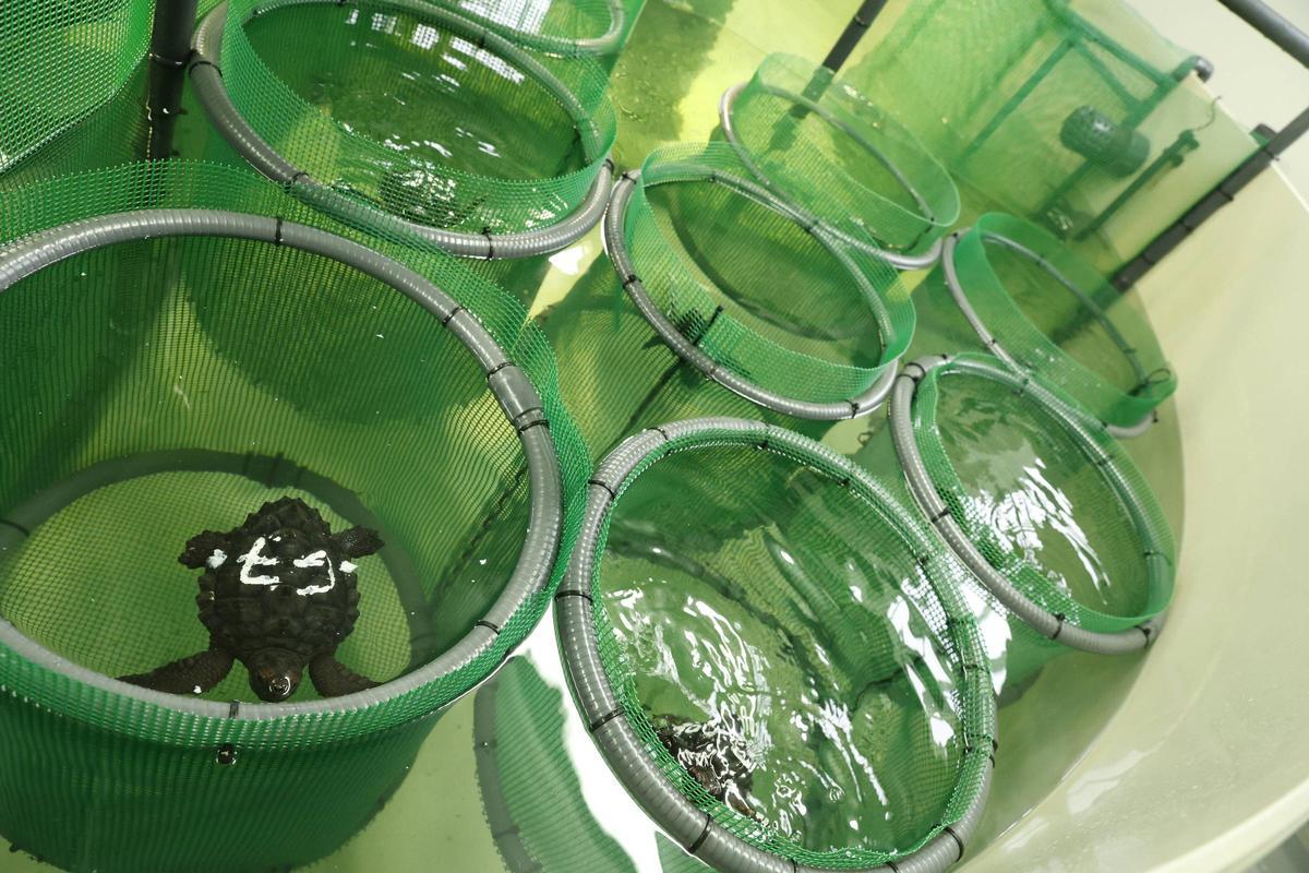 La foca que quedó varada en la playa de Cadavedo ya se recupera en el Acuario de Gijón (en imágenes)