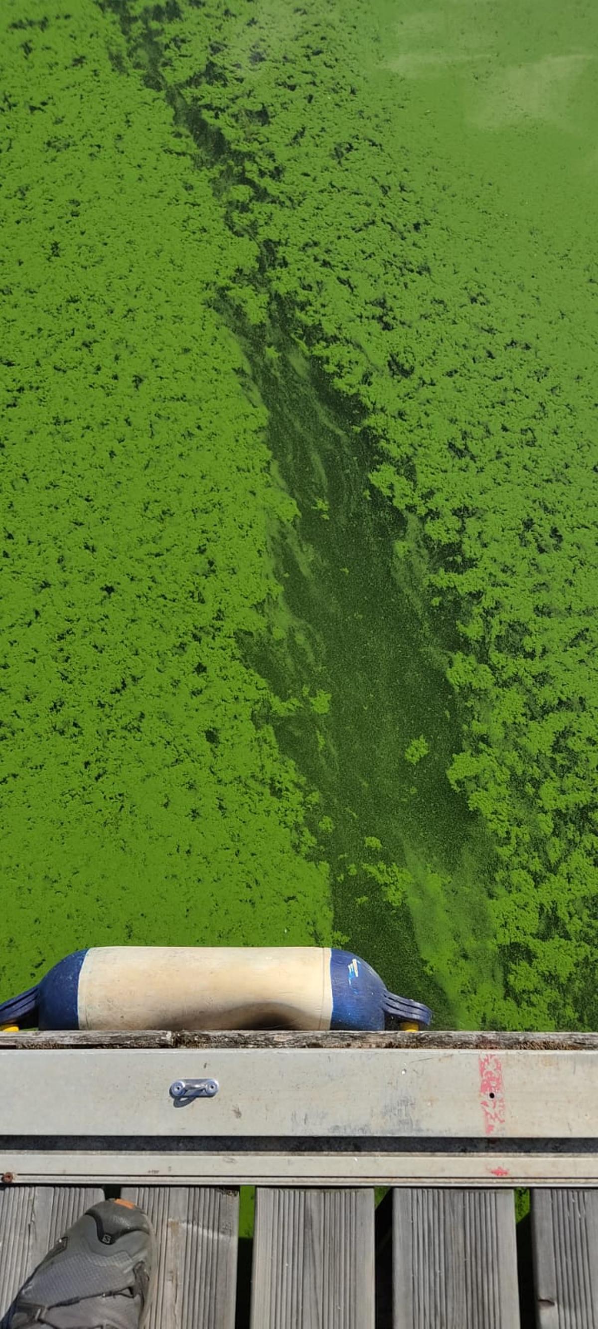 El agua de Portodemouros, teñida de verde por la presencia de cianobacterias.
