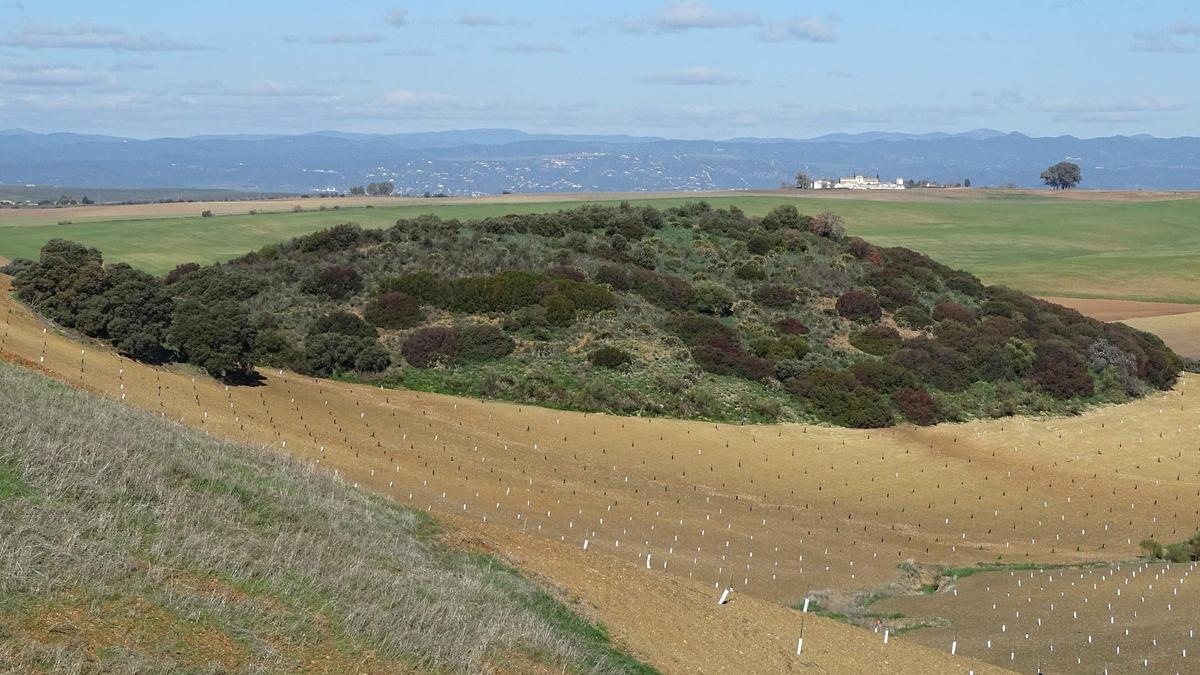 Vista del cerro Montoso, en el término municipal de La Carlota.