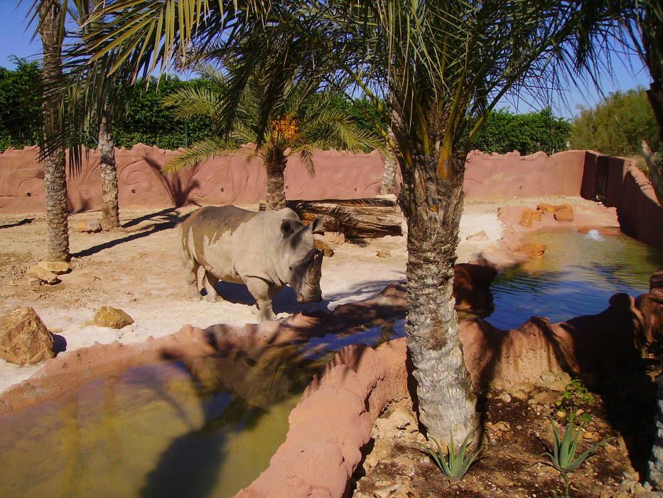 Los animales comen helado en Terra Natura