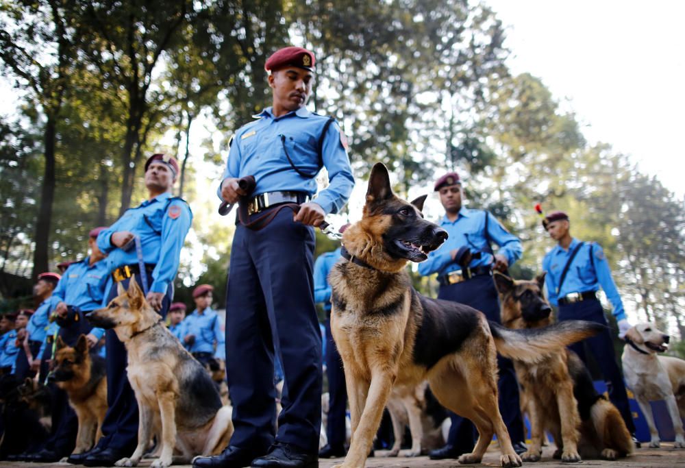 Nepal venera a los perros en el festival Tihar