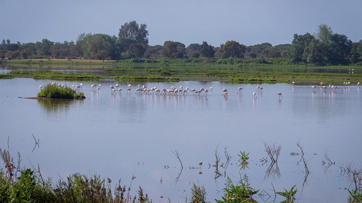 Wasservögel stehen im Donana-Nationalpark. Spaniens Zentralregierung und die Regionalregierung Andalusiens haben den Streit über die Erhaltung des Naturschutzgebietes Doñana beigelegt. In der Region des Feuchtgebietes, das Unesco-Weltnaturerbe ist und durch hohe Grundwasserentnahme vor allem für Erdbeerfelder auszutrocknen drohte, will der Staat nun 1,4 Milliarden Euro investieren.