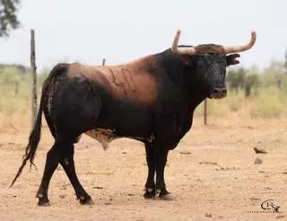 La cooperativa Sant Josep de Nules exhibirá tres toros cerriles por su centenario