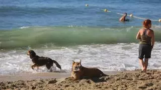 Barcelona estrena la playa para perros con escasa afluencia de usuarios y mascotas