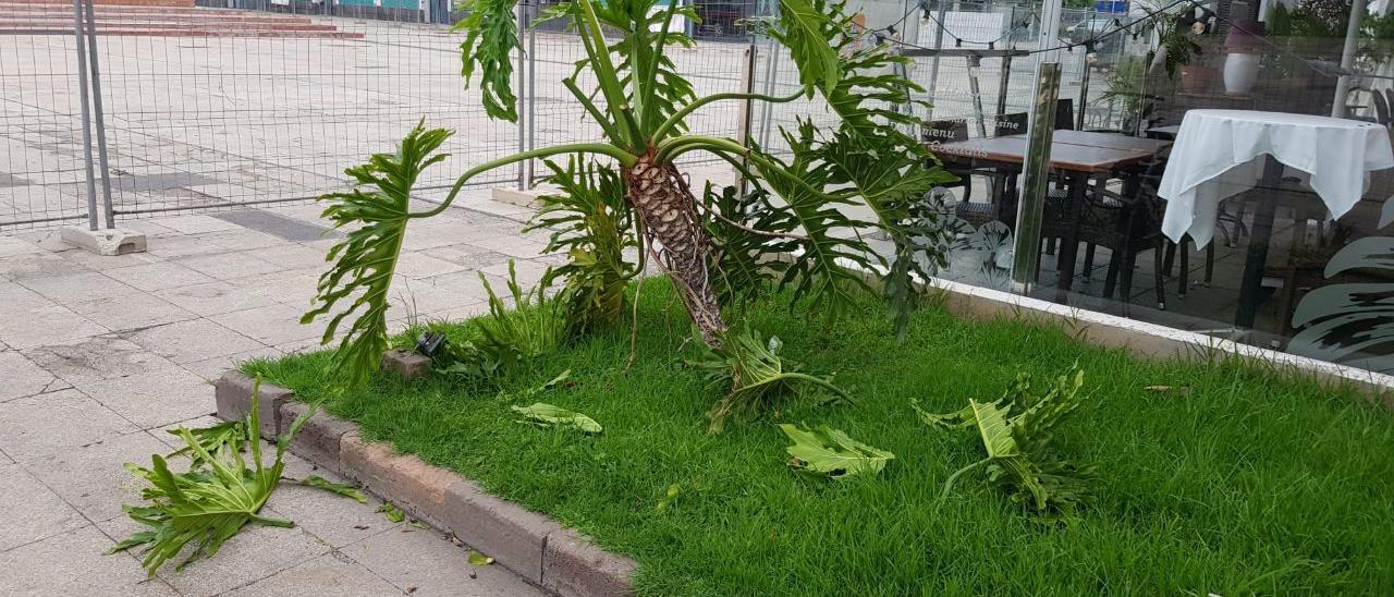 Destrozos por actos vandálicos en el parque Santa Catalina.