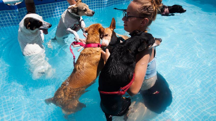 Voluntarias bañan a unos perros para refrescarlos en la protectora de Málaga. EFE/Jorge Zapata