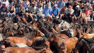 As bestas de Sabucedo sacan carácter