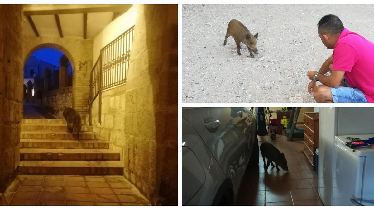 Imágenes de los animales salvajes recorriendo la capital de l'Alcalatén.