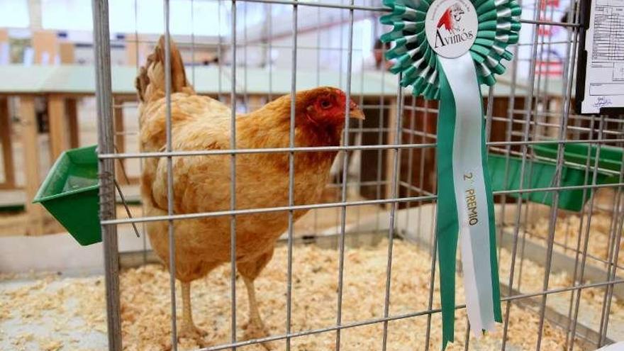 La gallina de Lalín que quedó segunda en el Certamen Galiña de Mos.