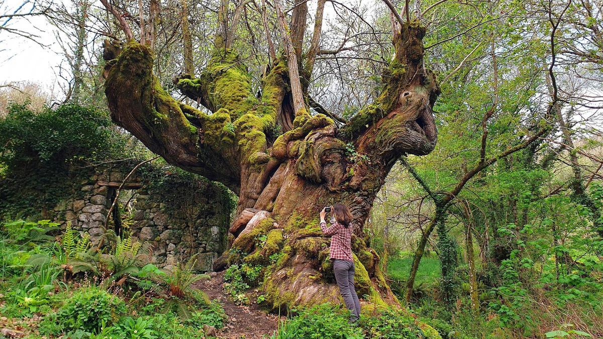 Bosques de Galicia para (no) perderse este otoño