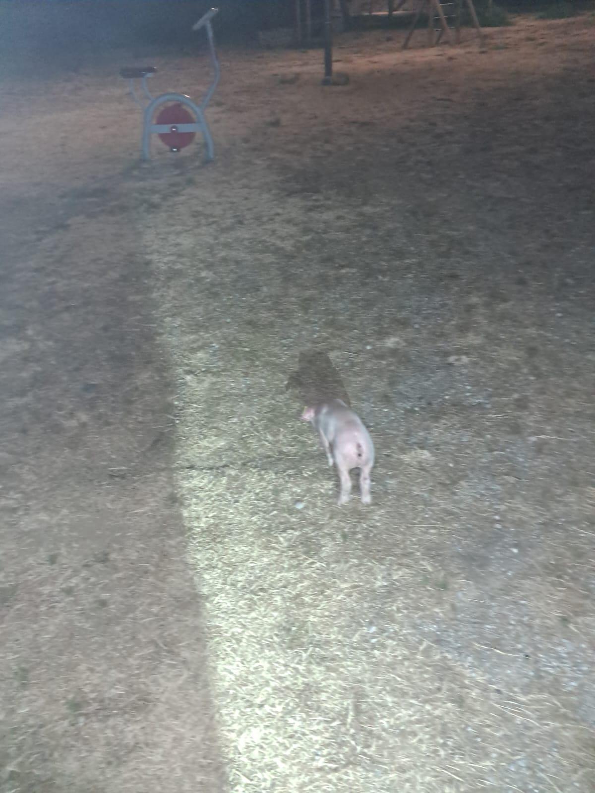 El porcell que es va escapar de la granja de Cantallops.