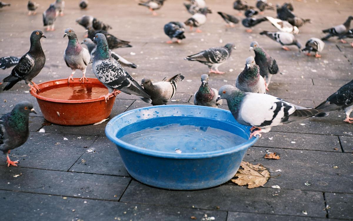 Muchas palomas beben agua