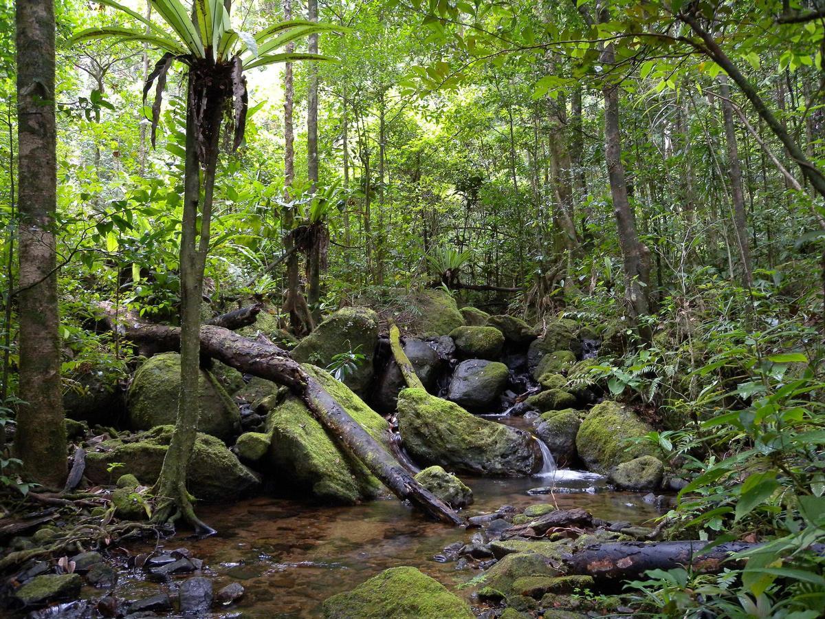 Un bosque cualquiera fuera de España.