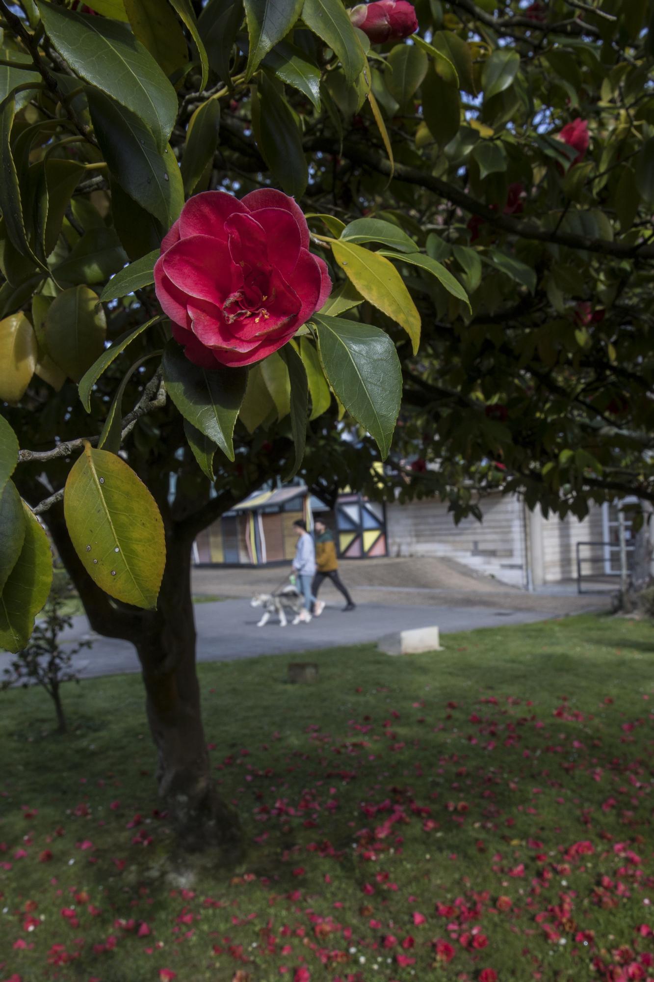 La primavera ya está llegando y así se deja notar en Avilés