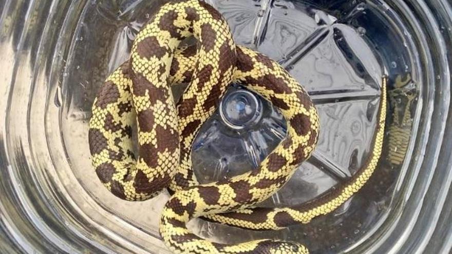 Cazan una serpiente en Los Hoyos