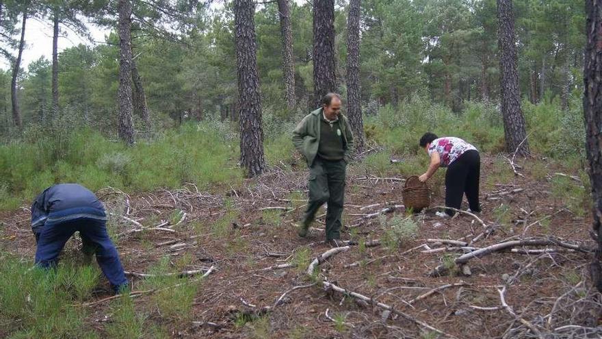 Dos personas recogen setas en un pinar en presencia de un agente medioambiental.