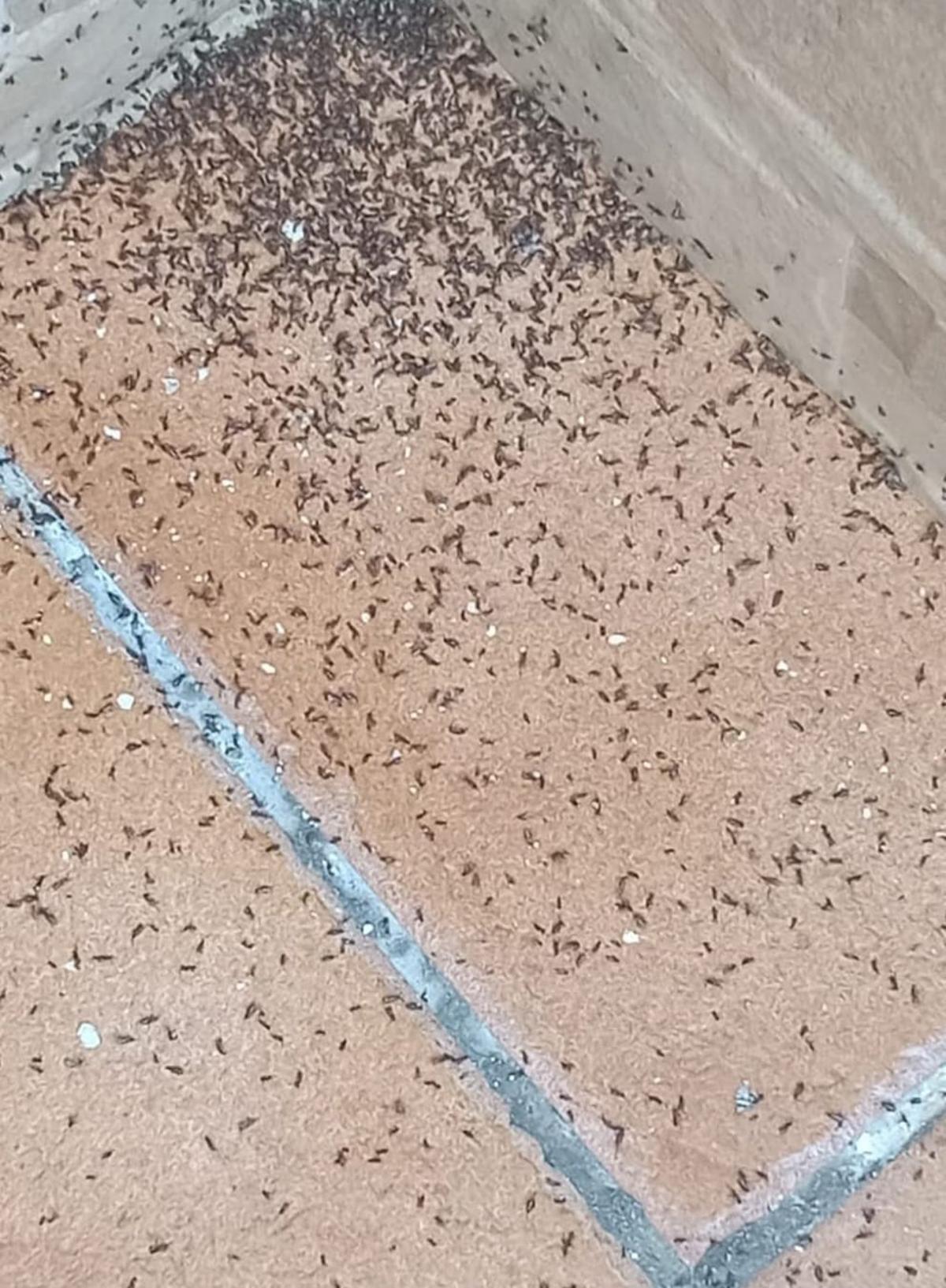 Una concentración de milpiés en Massalavés.
