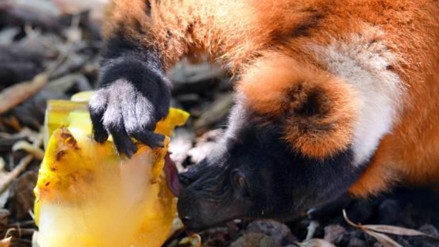 Helados para animales en Bioparc