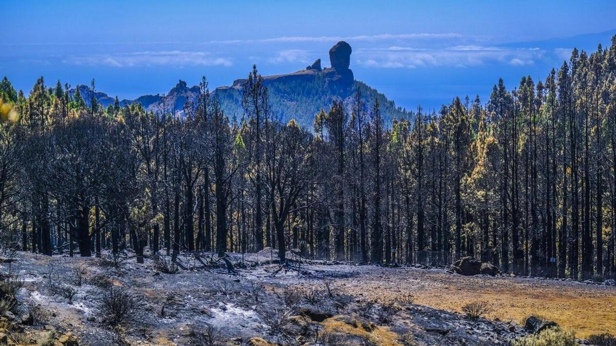 Uno de los rincones más mágicos de Gran Canaria, el Pico de las Nieves