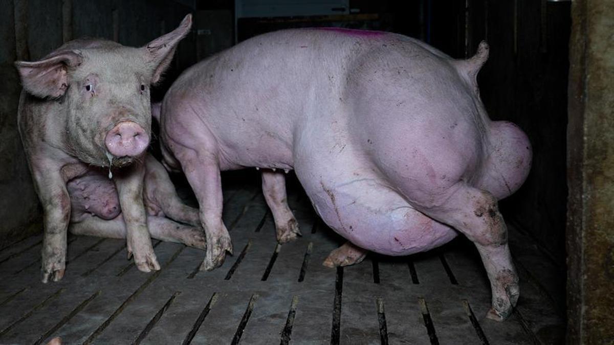 Cerdo con malformación en la granja de Burgos denunciada por maltrato animal.