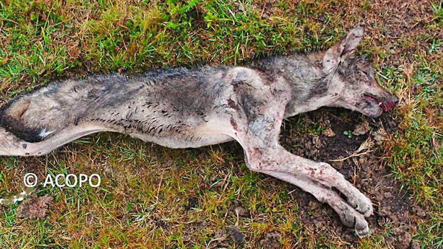 Imágenes de lobeznos muertos, el primero colgado a una señal de tráfico facilitadas por la asociación Acopo Fauna