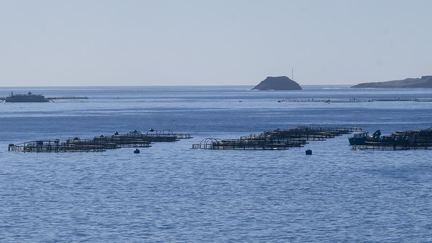 Pugna entre la piscifactoría y el Ayuntamiento de Telde tras hallar nuevos peces muertos