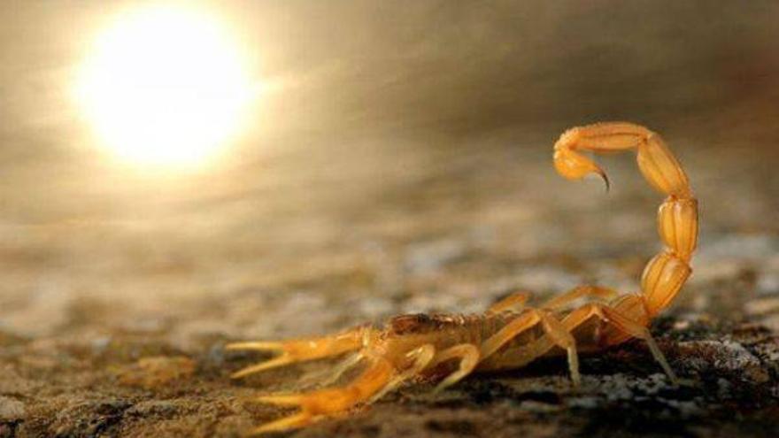 Un niño de Teruel de 9 años gana el Wildlife Photographer