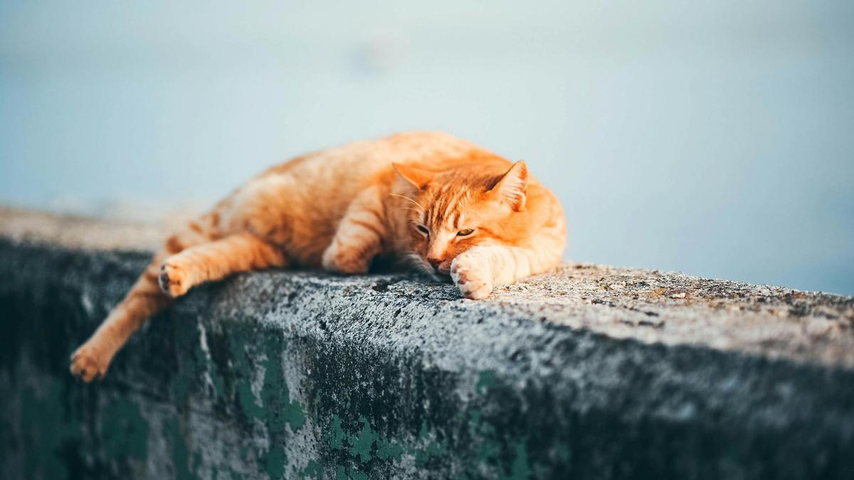 Una imagen de archivo de un gato