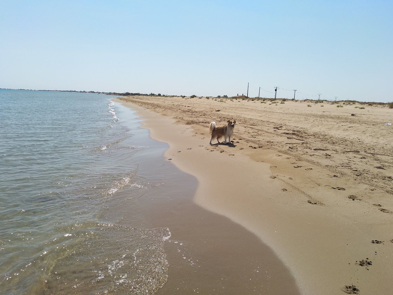 Playas para perros: Playas a las que ir con tu perro cerca de Aragón