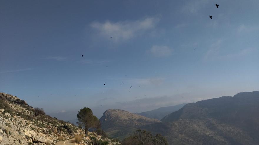 Desolación, erosión y bandadas de cuervos en las laderas del Coll de Rates arrasadas hace 8 meses por el fuego (imágenes)