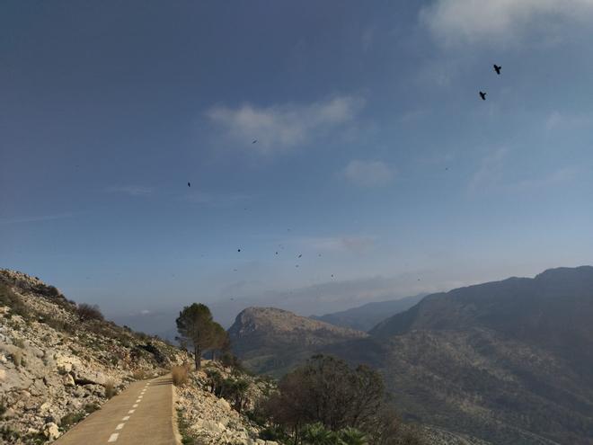Desolación, erosión y bandadas de cuervos en las laderas del Coll de Rates arrasadas hace 8 meses por el fuego (imágenes)