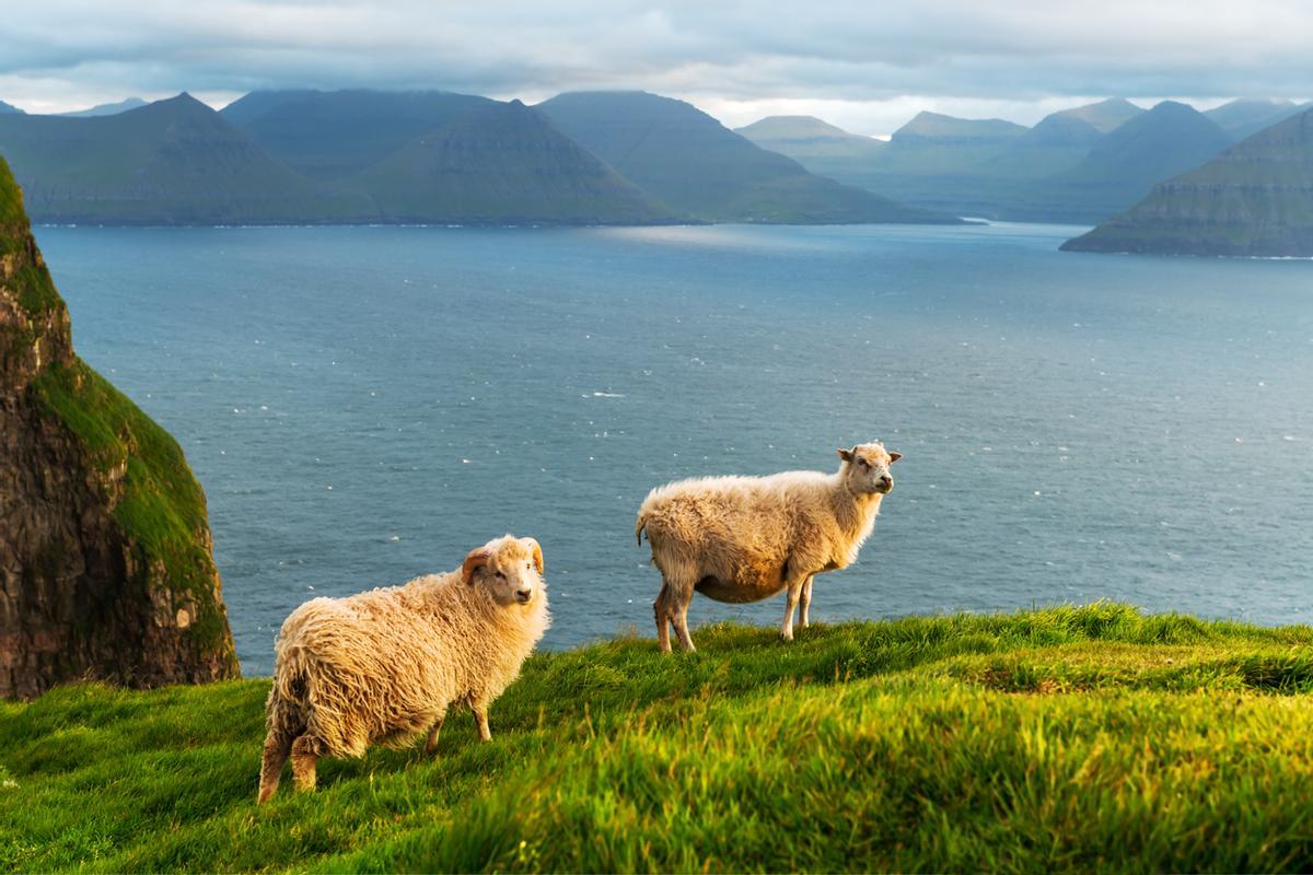 El número de corderos que hay en las Islas Feroe supera con crecer al número de habitantes
