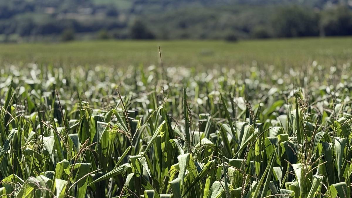 Vista general de un plantación de maíz en la comarca de Deza.