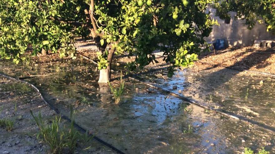 Una fuga de agua potable inunda desde marzo un campo de naranjos de Xàbia