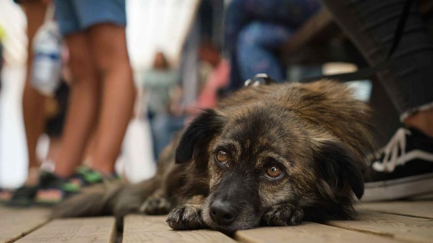 Despliegue sin precedentes para evacuar y atender a cientos de animales