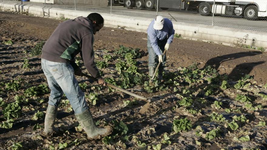 Dos hombres trabajan en un cultivo de lechugas en Lorca.