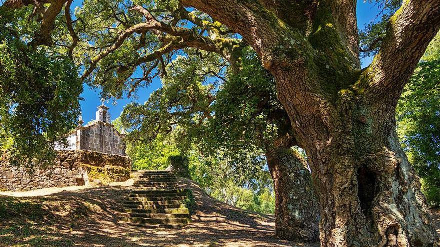 Conxunto de sobreiras ao pé da capela da Madalena.   | // FDV