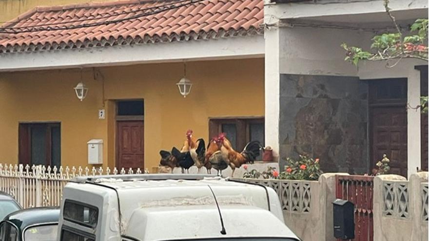 Teror retira los gallos y gallinas salvajes de las calles.