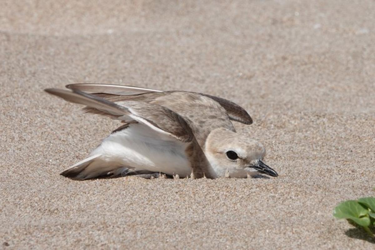 Una hembra de chorlitejo negro moribunda en una playa de la costa alicantina