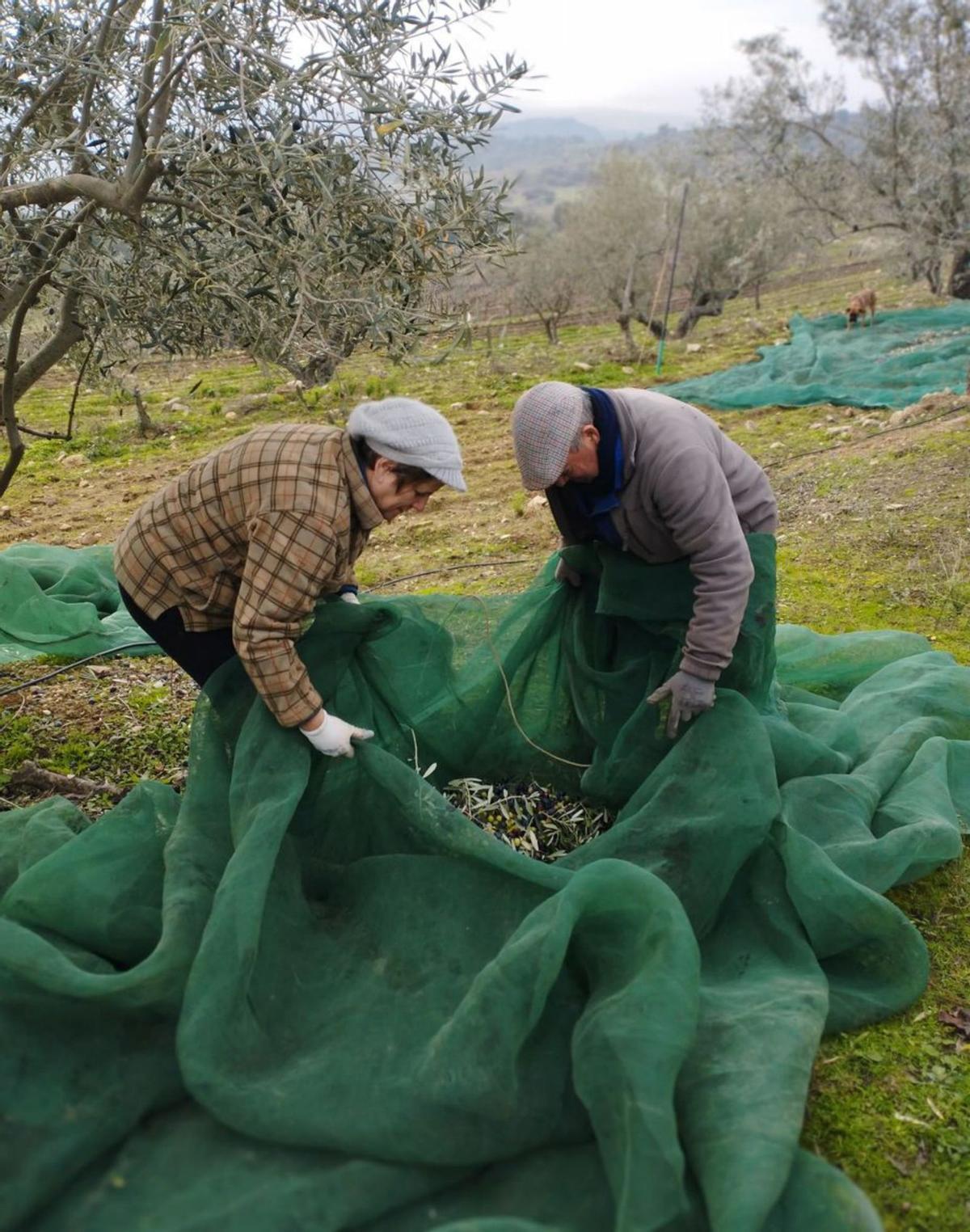 Los recolectores recogen la malla con el fruto caído del árbol . | O. P.