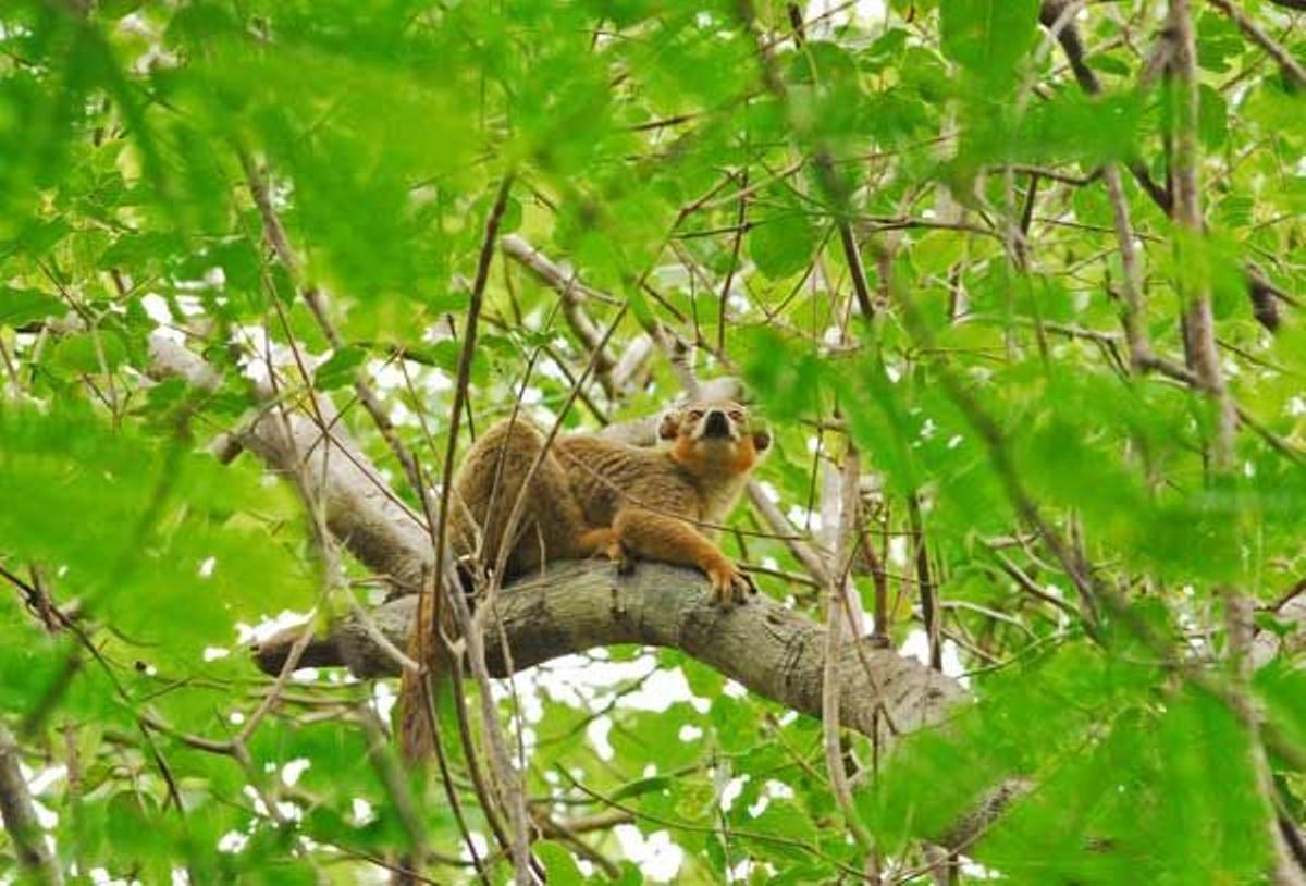 Lemur coronado sobre la rama de los árboles en el Parque Nacional de Ankarana.