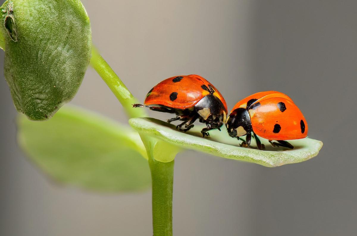 Dos mariquitas, un insecto entrañable para los humanos, terrorífico para los pulgones.