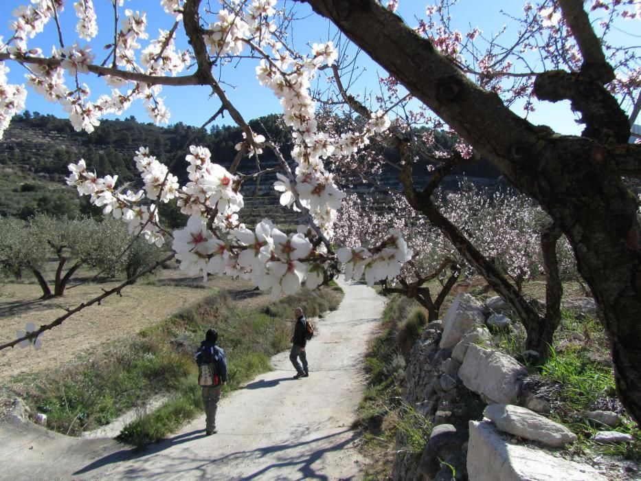 Almendros en flor en Planes