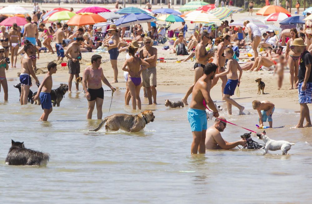 La playa para perros de Pinedo, a reventar