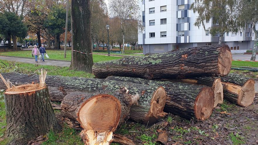 Tala de árboles de gran porte afectados por los temporales o enfermos en Coia