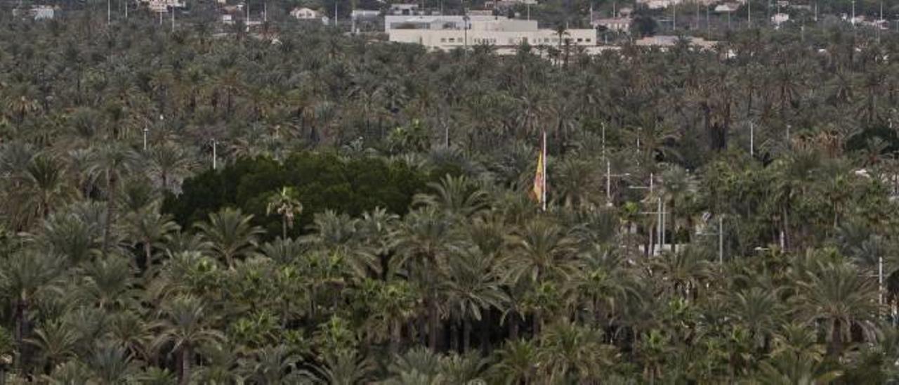 Una vista panorámica del Palmeral de Elche en el centro de la ciudad tomada desde lo alto de la torre del Campanario de la basílica de Santa María.