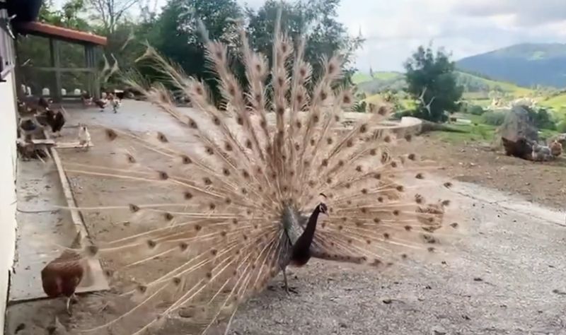 La granja de gallinas y pavo real que Karlos Arguiñano tiene en su casa