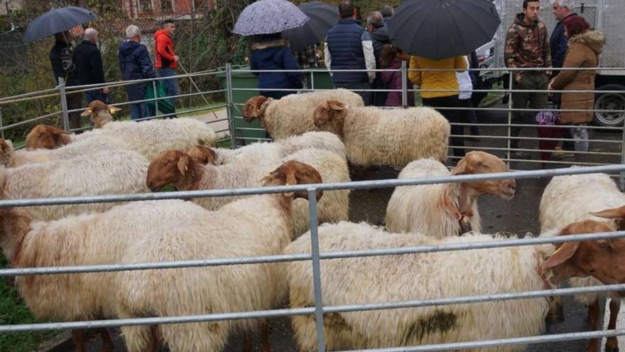 Feria de ganado menor en Cabrales