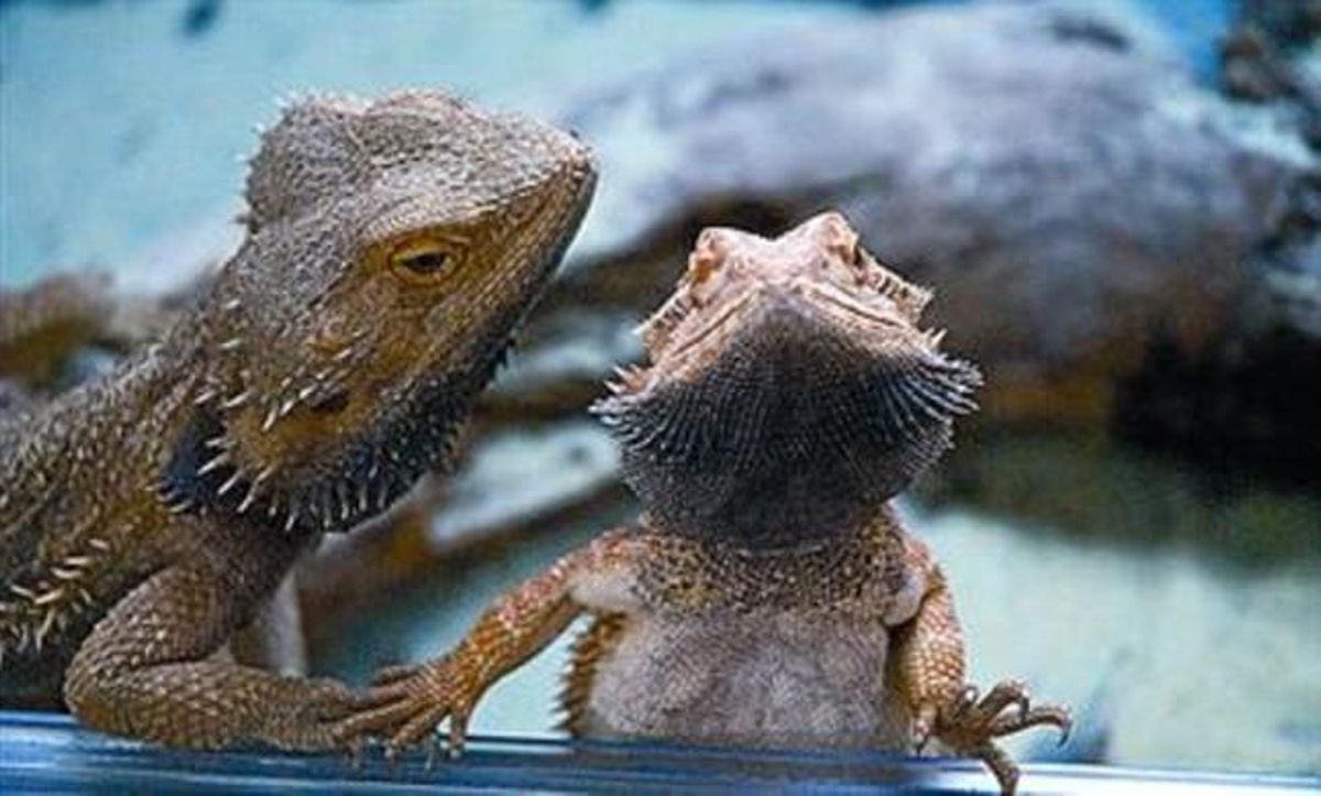 Un aspecte dels animals que s’exhibeixen en la mostra. Un aspecte dels animals que s’exhibeixen en la mostra.