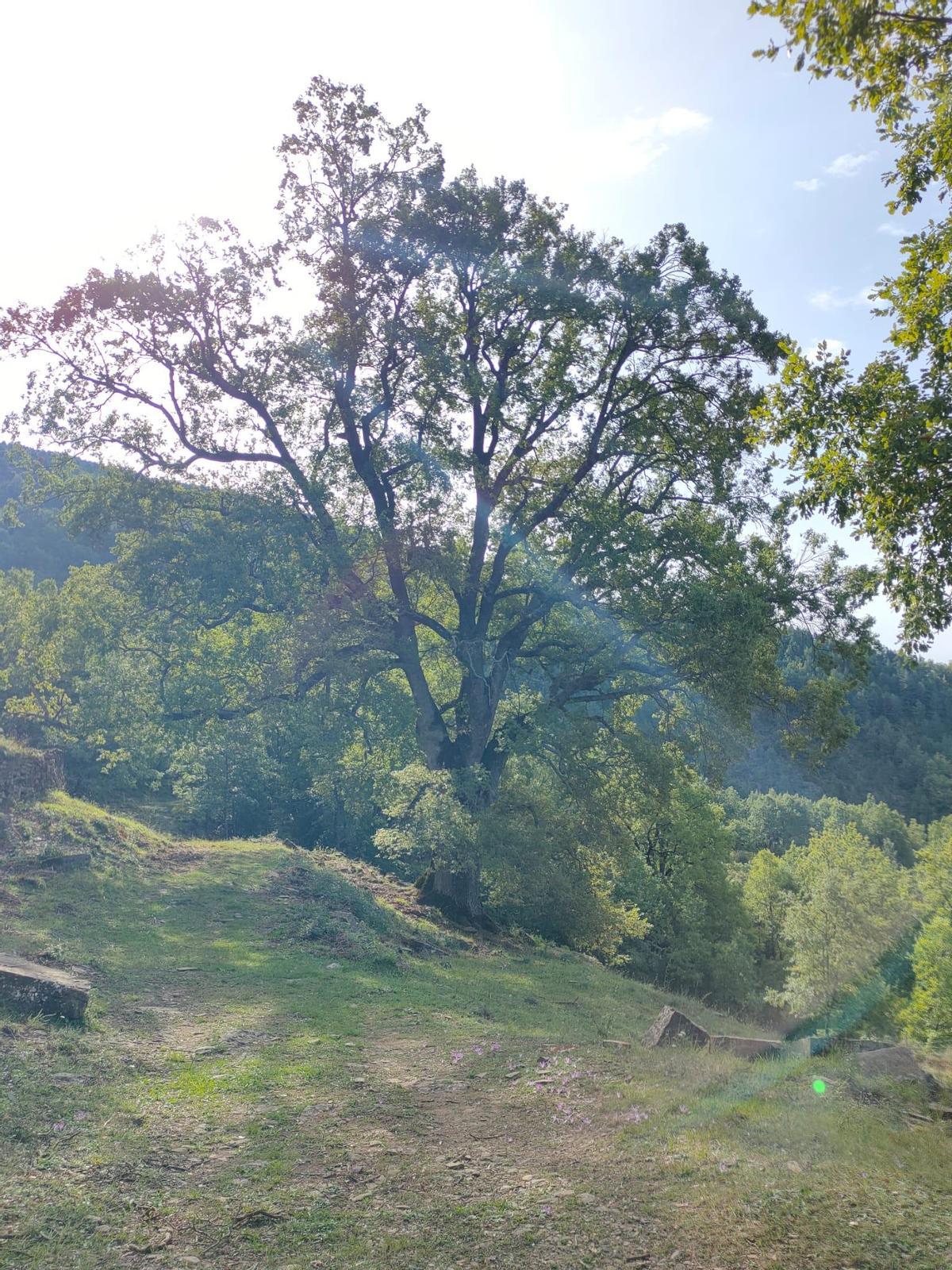 Roble de Asín de Oto